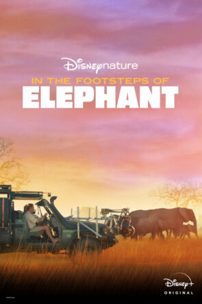 Fillerin İzinde izle (2020)
