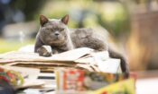 Murder of a Cat izle (2014)