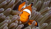 The Blue Planet izle