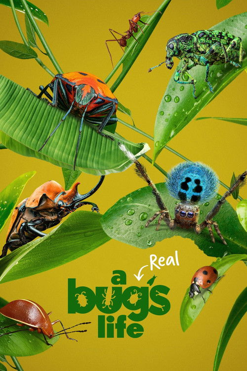 A Real Bug’s Life : 1.Sezon 2.Bölüm