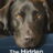 The Secret Life of Our Pets : 1.Sezon 1.Bölüm izle
