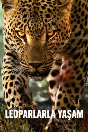 Leoparlarla Yaşam izle (2024)