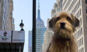 Benji izle (2018)