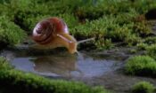 Çayırın Sakinleri izle (1996)