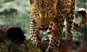 Leoparlarla Yaşam izle (2024)