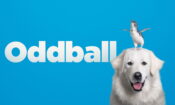 Oddball izle (2015)
