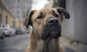 Stray izle (2021)