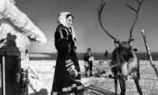 Valkoinen peura izle (1952)