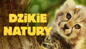 Born to Be Wild izle